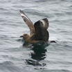 Jaegers and Skuas